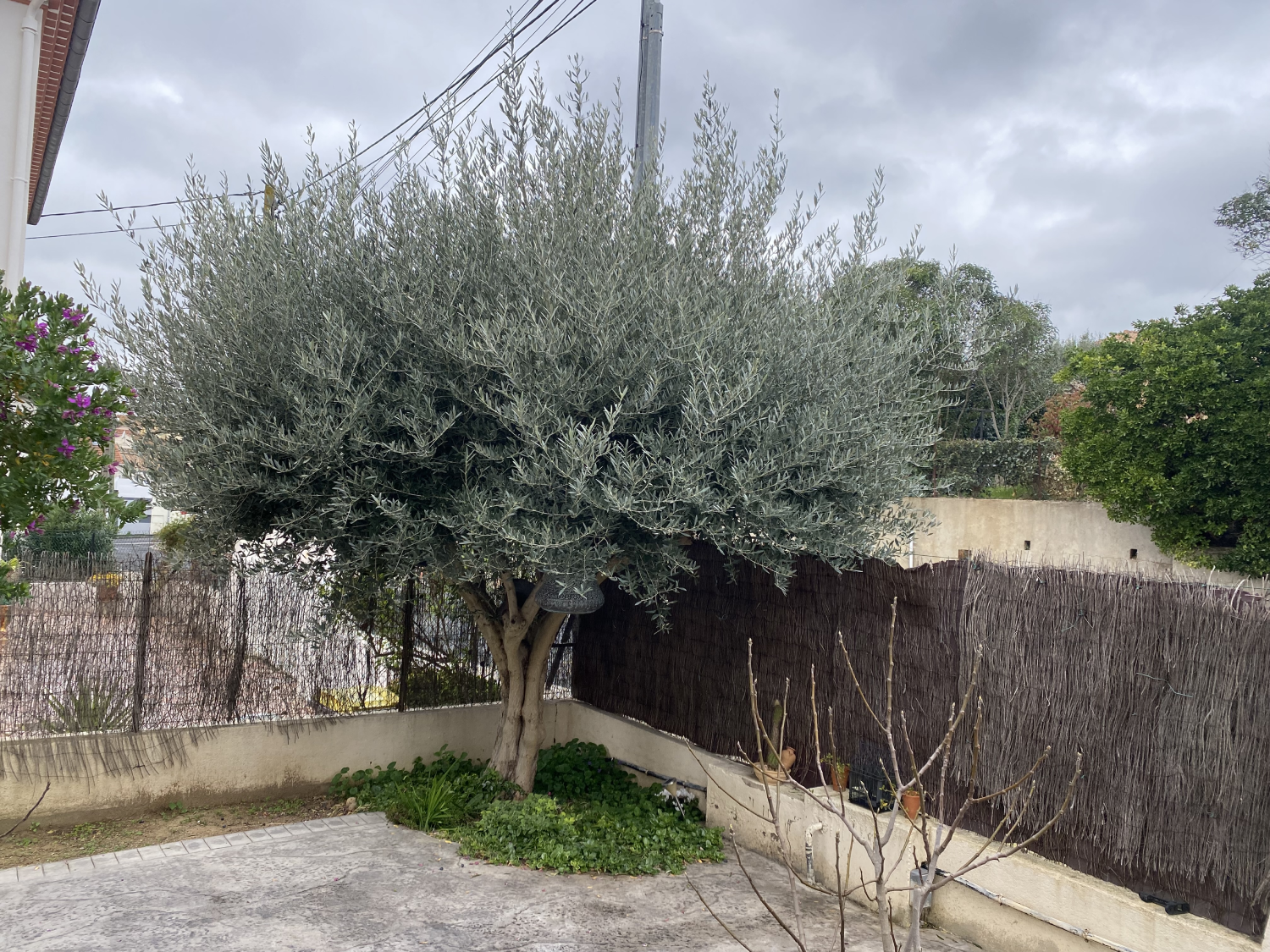 olivier non taillé feuillage dense entretien jardin