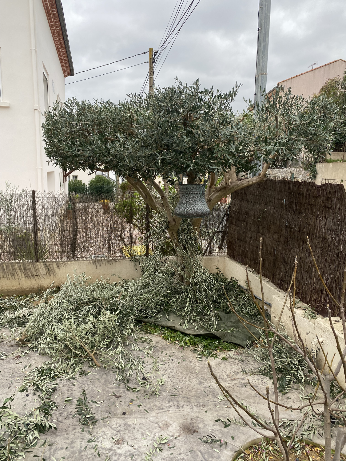 olivier taille professionnelle jardin vert occitan