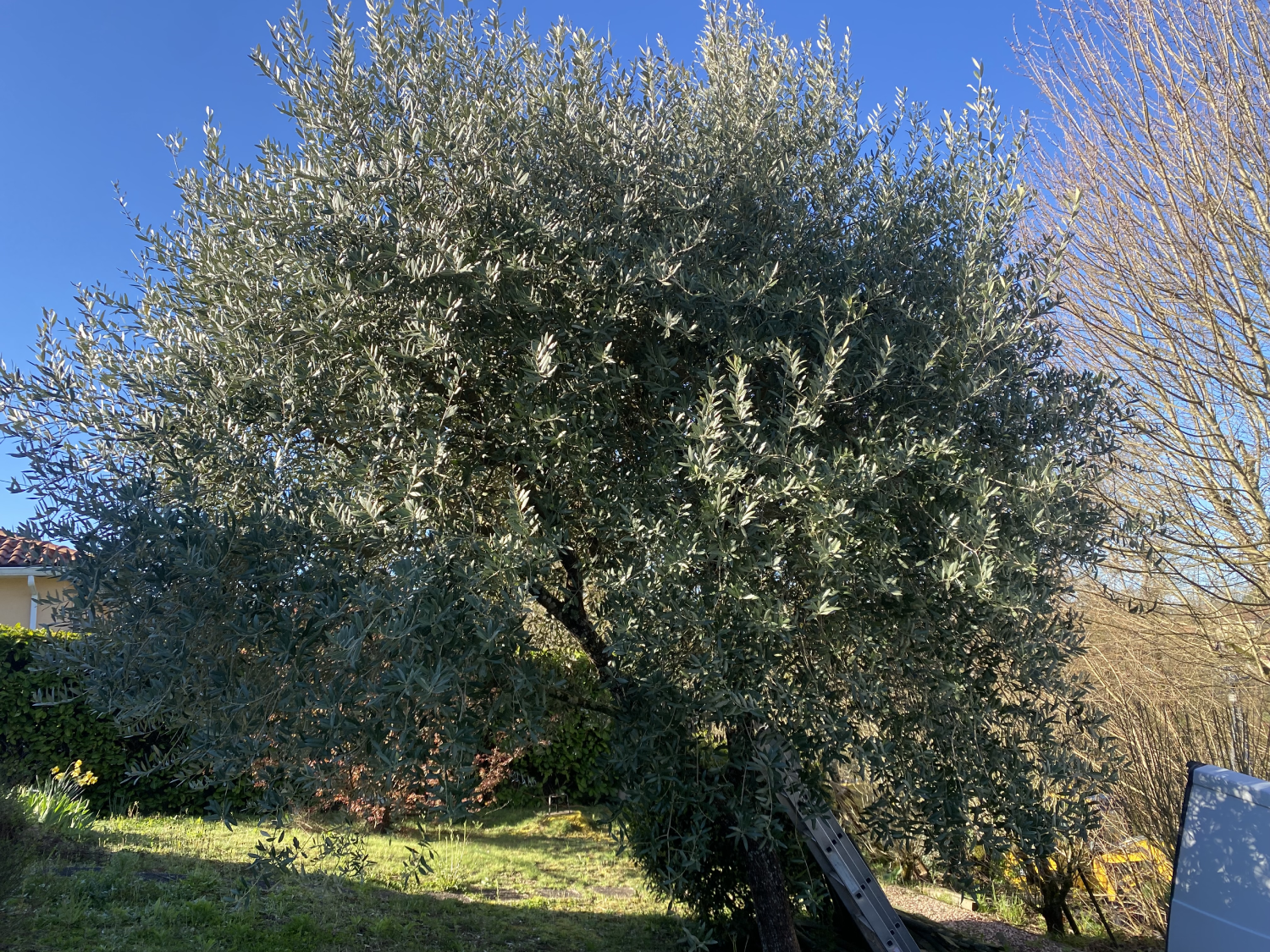 olivier trop haut entretien taille arbre jardin