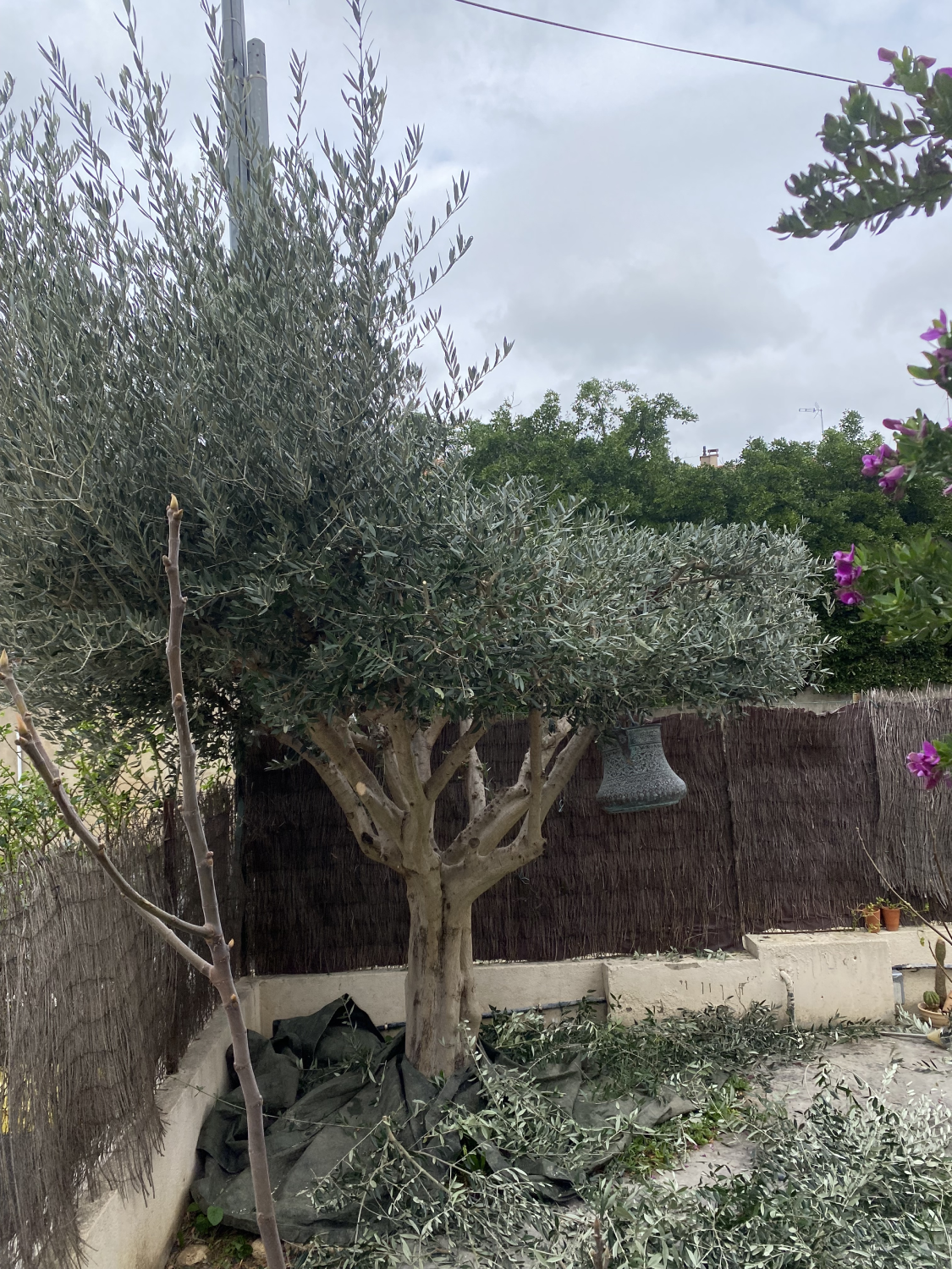 taille olivier forme plateau entretien jardinier