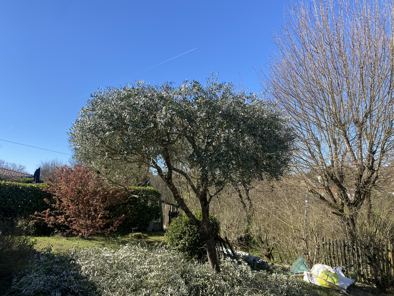 resultat taille olivier aéré jardin sud ouest