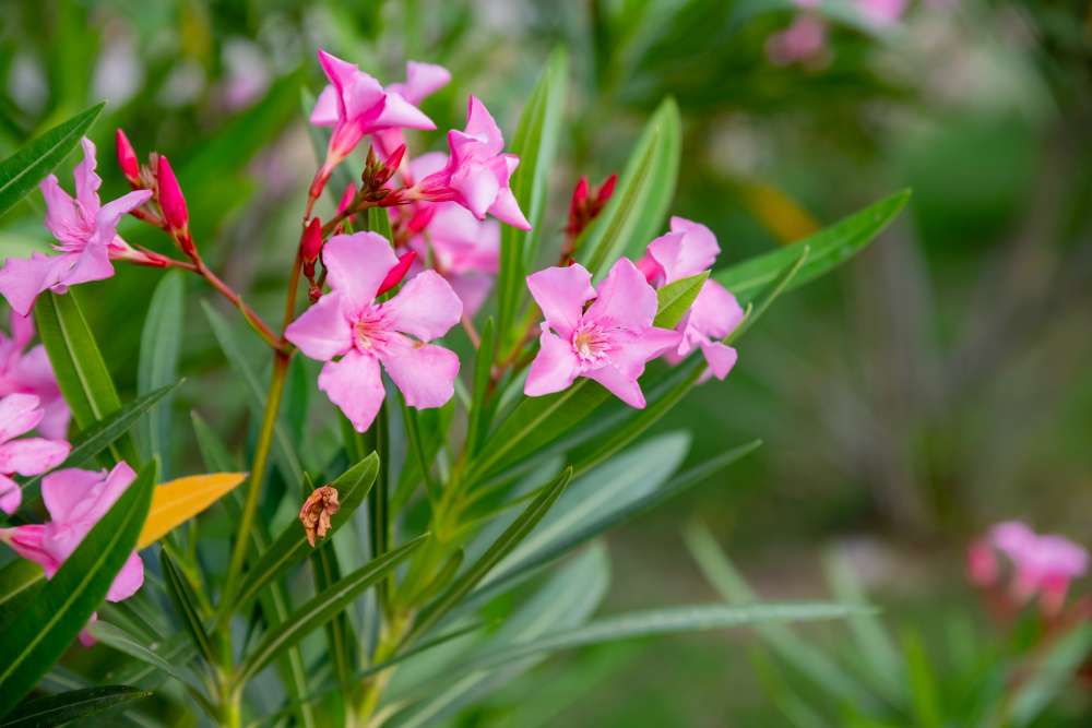 plantes a planter en mai occitanie lavande gaura jardin