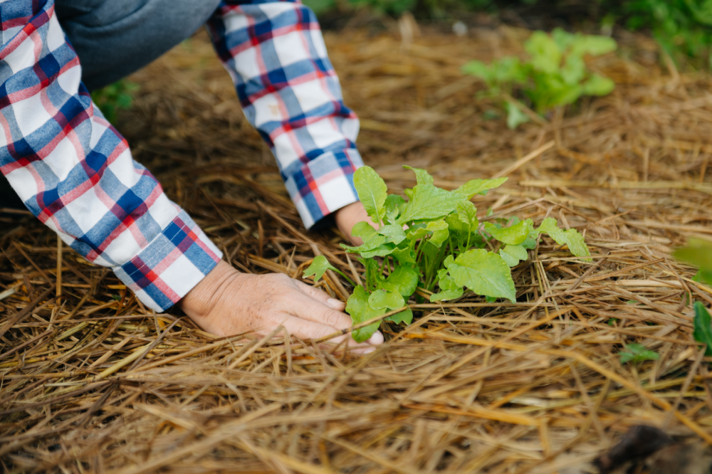 plantation jardin mai occitanie preparation sol