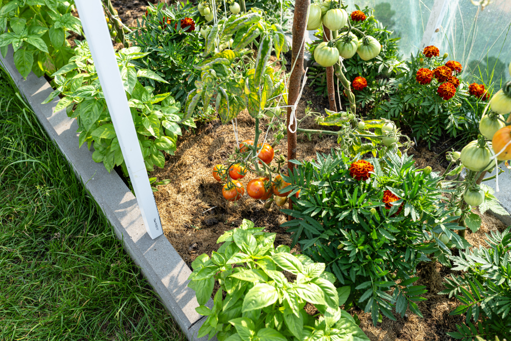 plantation potager mai tomates courgettes jardin