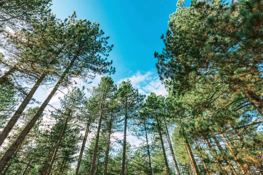 Foret de pin