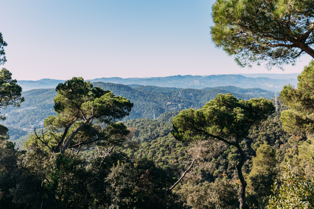 Surveillance des arbres
