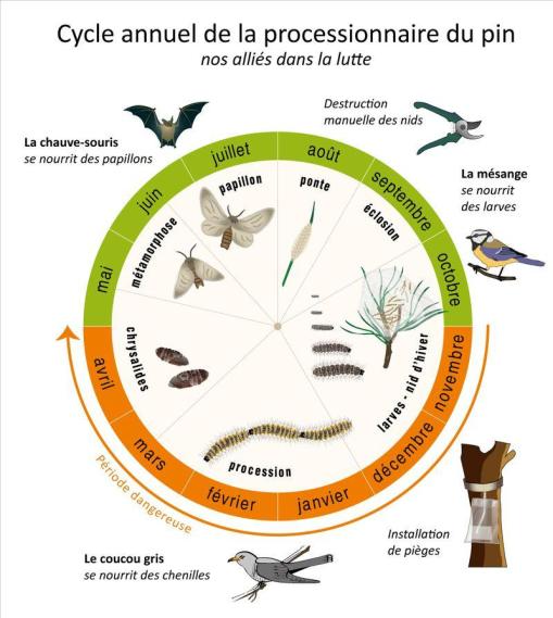 cycle chenille processionnaire pin occitanie
