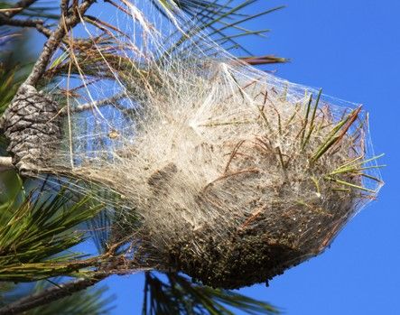 nid chenille processionnaire dans un pin