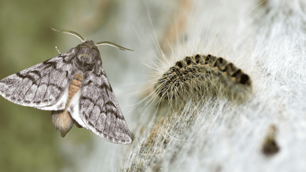 papillon et chenille processionnaire du pin