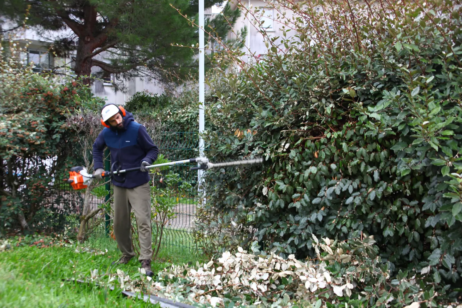 Taille d’entretien d’une haie en automne par un jardinier Vert Occitan