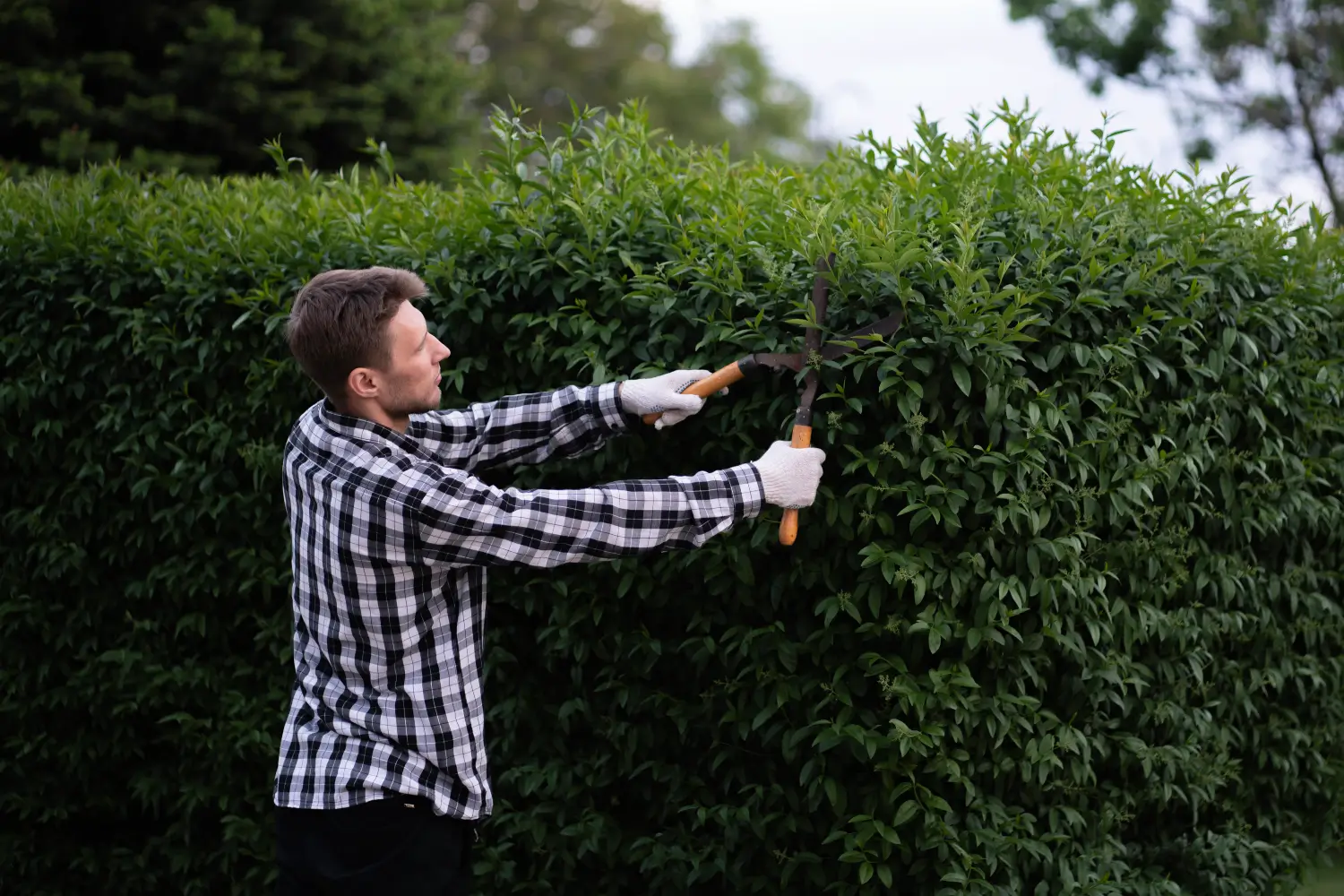 Jardinier taillant une haie en automne